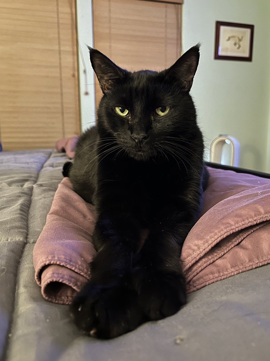 pad408's tweet photo. Saturday Watch Party with Fen. Prayers to the family that lost their cat last night. ๐ฟ #OpLive @OfficialOPLive @ReelzChannel #OnPatrolLive #RIPKitty https://t.co/QnY8vFKf8U