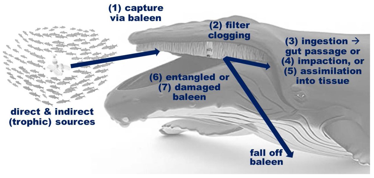 MdpiOceans's tweet photo. 📢New paper out:
📚Title: #Baleen–#Plastic Interactions Reveal High Risk to All Filter-Feeding #Whales from Clogging, Ingestion, and Entanglement
✍️Authors: Professor Alexander Werth et al.
🔗Paper Link: https://t.co/dWyjRlDMIi
@HSC1776 @SaintLouisU @HopkinsMarine https://t.co/yA0BETg0ED