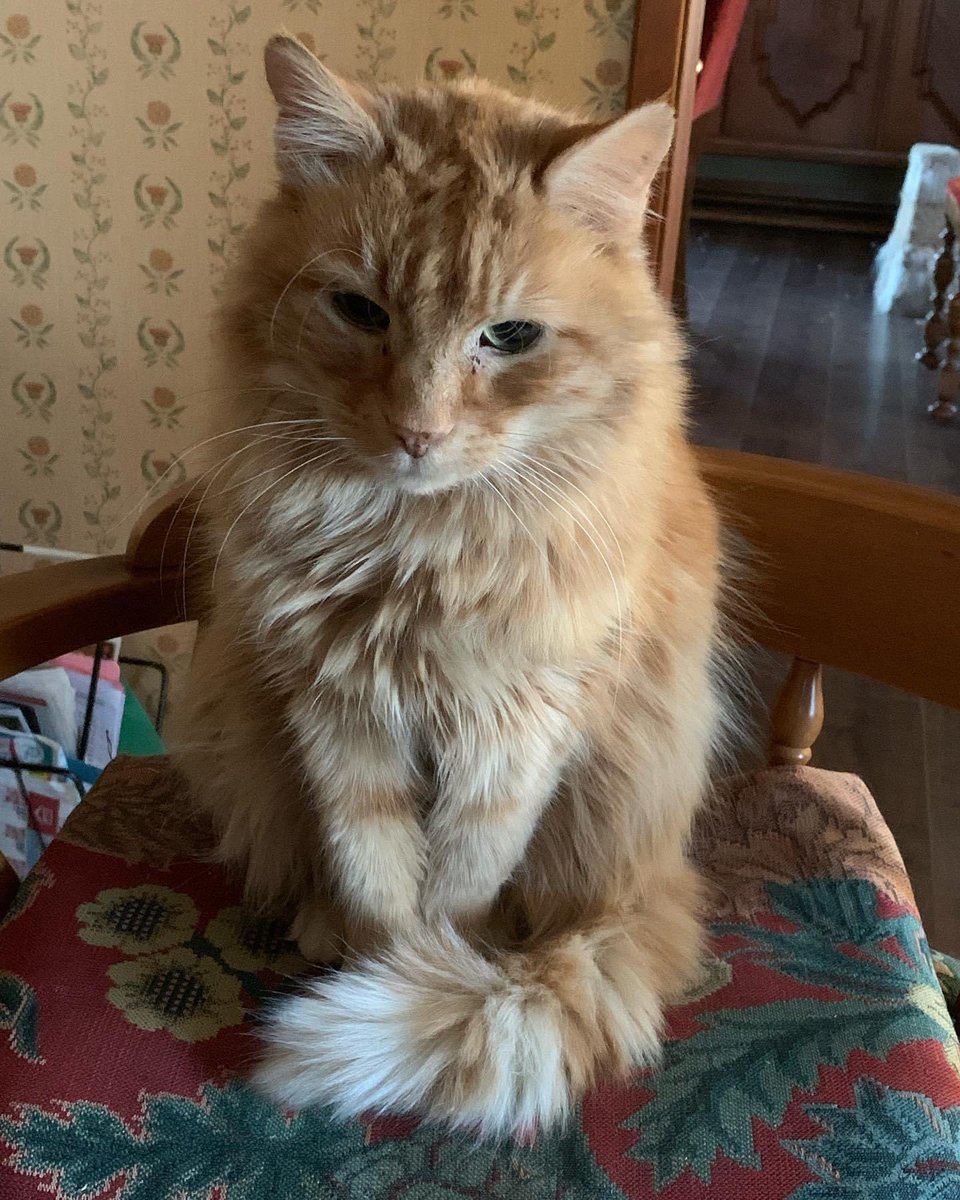 barbeydoll65's tweet photo. @Hedgewatchers
In memory of my sweet 🧡🐾
Beppo , ❤️you forever, will always remember you 💔🤍
#Hedgewatchers
#CatsOfTwitter
#sweetbeppo
#loveyouforever
#alwaysrememberyou https://t.co/LPbcxU6m3L