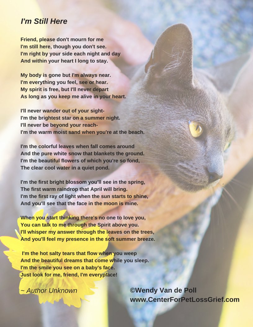 barbeydoll65's tweet photo. @Hedgewatchers
In memory of my sweet 🧡🐾
Beppo , ❤️you forever, will always remember you 💔🤍
#Hedgewatchers
#CatsOfTwitter
#sweetbeppo
#loveyouforever
#alwaysrememberyou https://t.co/LPbcxU6m3L