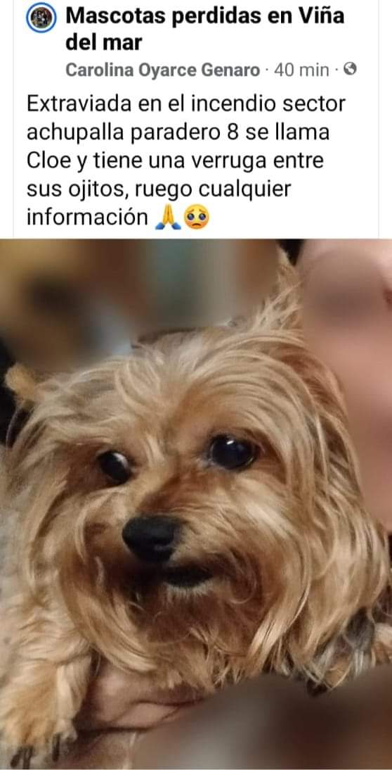 PobleteELF's tweet photo. Achupallas
Región de Valparaíso
#IncendiosForestales
#MascotaPerdida
#IncendioForestal
#URGENTE
Reñaca Alto
Curauma
Canal Beagle
#MascotasIncendio https://t.co/4W1AtbKi75