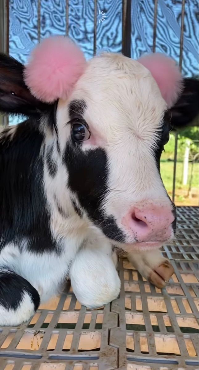 jaeworklies's tweet image. mirip kaliann