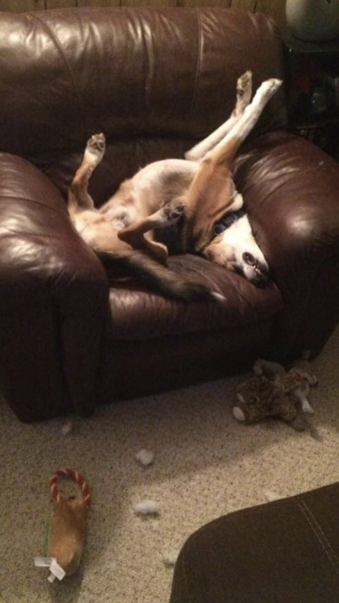 SeriousPets's tweet photo. @Phil_Sledge Yup!! He’s cozy 😂❤️ https://t.co/WoooRkm1vq
