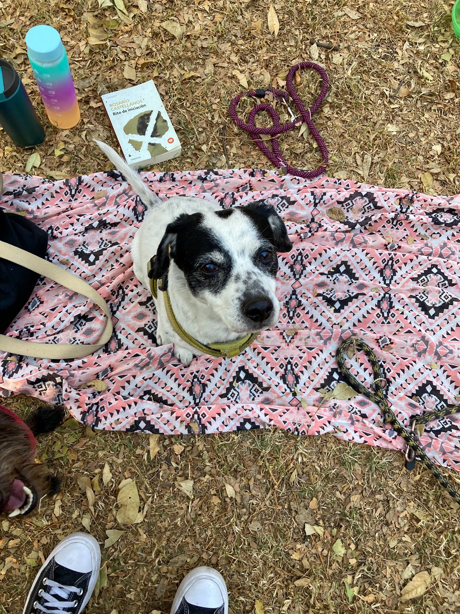 anshhhhie's tweet photo. picnic semanal con brunito y cuco 🧺🐾 https://t.co/wtxFNgzcWI