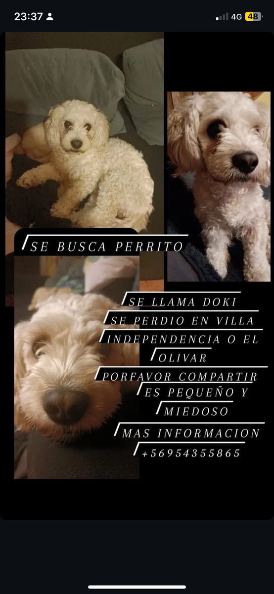 Salvandopatit4s's tweet photo. Se busca perrito, se llama Doki se perdió villa independencia, el
Olivar #viña #quilpue #IncendiosForestales https://t.co/rv77GS895q