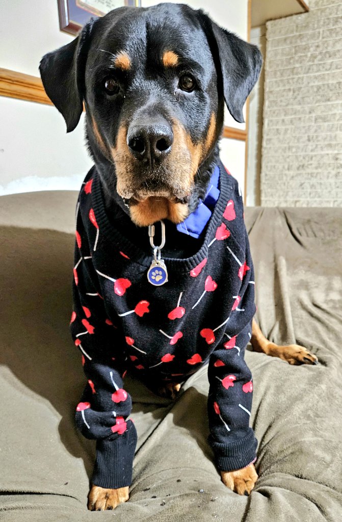 Day 3: Red

'I have on red hearts for #NationalWearRedDay to remind you to take care of your heart. Because that's where the loves come from, and I Loves You!' 🐾🐾

#PostAFavPic4VioletFeb24
#DogsofTwitter
#DogsofX
