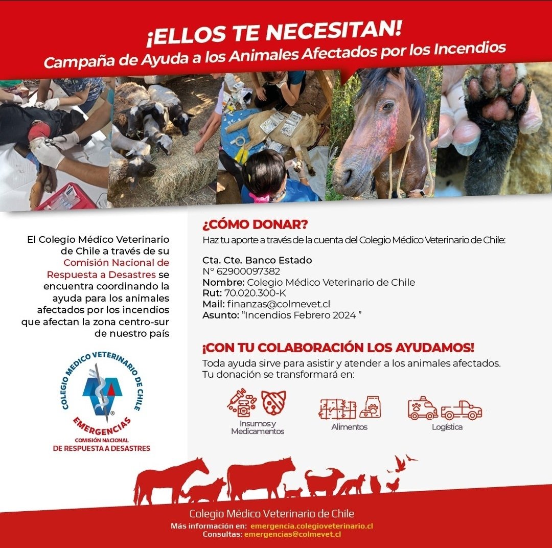 ddalgimars's tweet photo. Por si aún no están enterados, el colegio médico veterinario de chile está recibiendo donaciones para los animales afectados por los incendios

#incendio #IncendiosForestales #Valparaiso #Quilpue #VINADELMAR https://t.co/1b9rrlkiA5