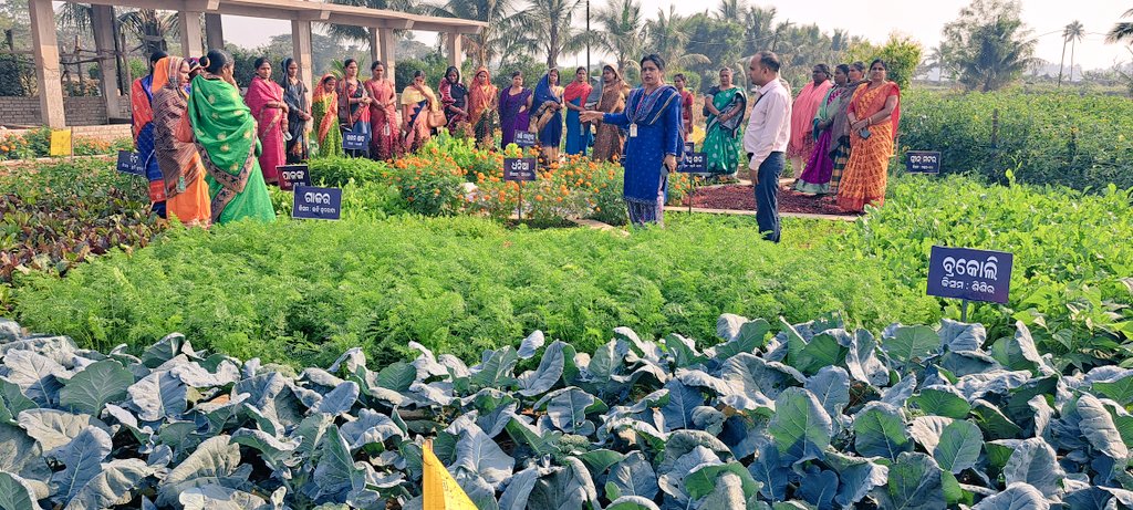 Ganga Ma Mandal: a nutri-garden 7 path Model producing 30-32 different crops can be an effective and sustainable means of improving nutritional standards of rural families ...appreciated by many dignitaries and farmers visited KVK Puri <a href="/icarindia/">Indian Council of Agricultural Research.</a>
<a href="/AtariKolkata/">ICAR-ATARI Kolkata (Zone-V)</a>
<a href="/OdishaUniversi1/">Odisha University of Agriculture & Technology</a>