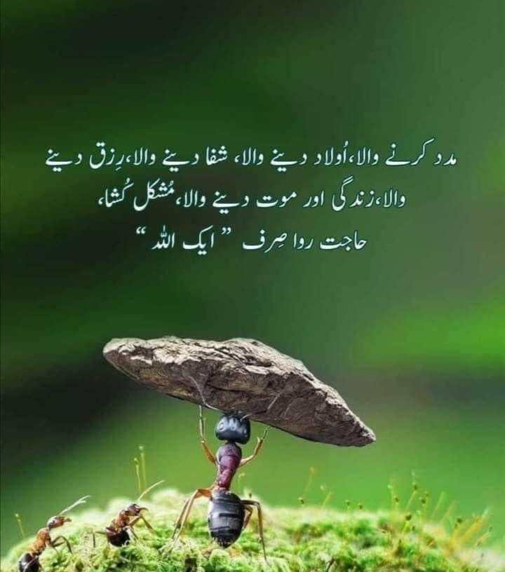 Dr. Mina gul Afridi🇵🇰 tweet media