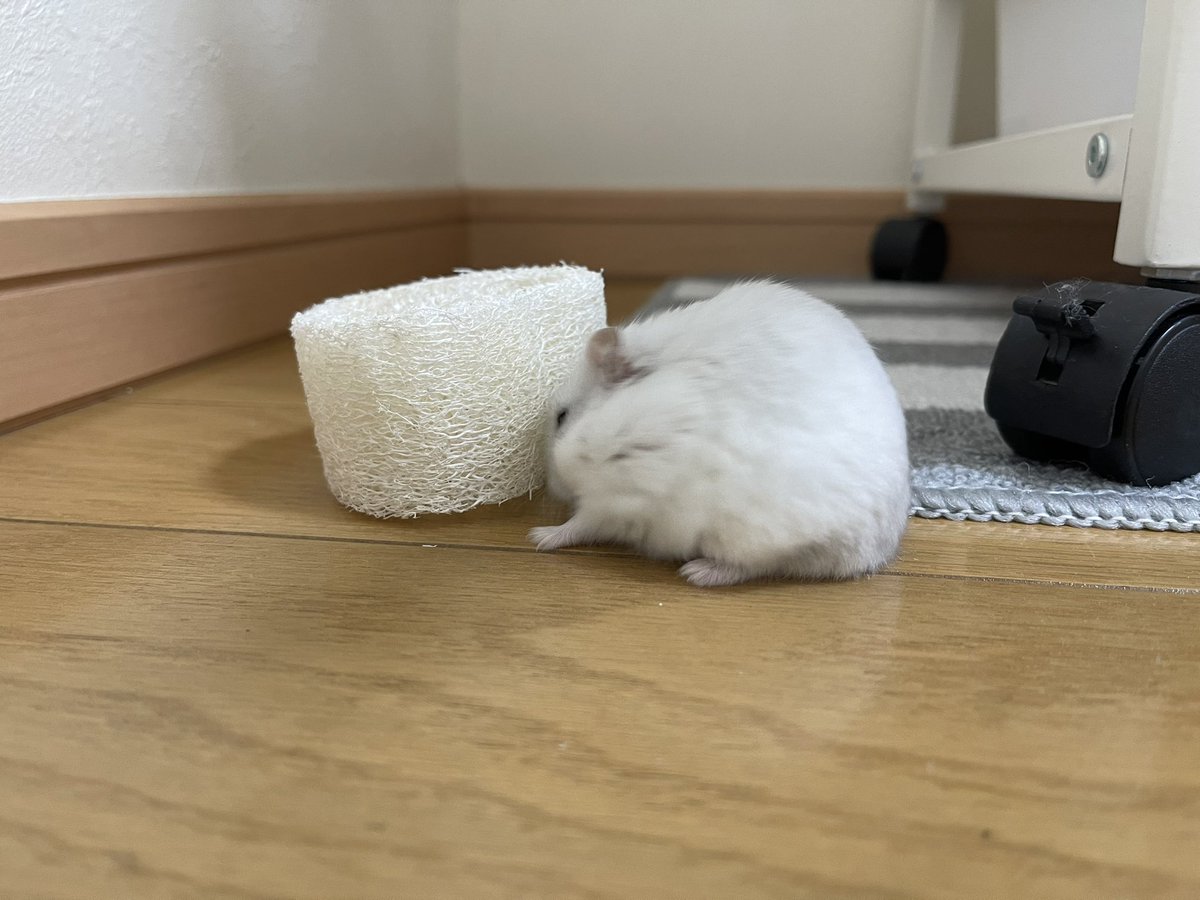 syari_osushi's tweet photo. へちまに渾身の頭突き。
突進してくるし全然イノシシかい？🐗 https://t.co/fvGZebyUcA