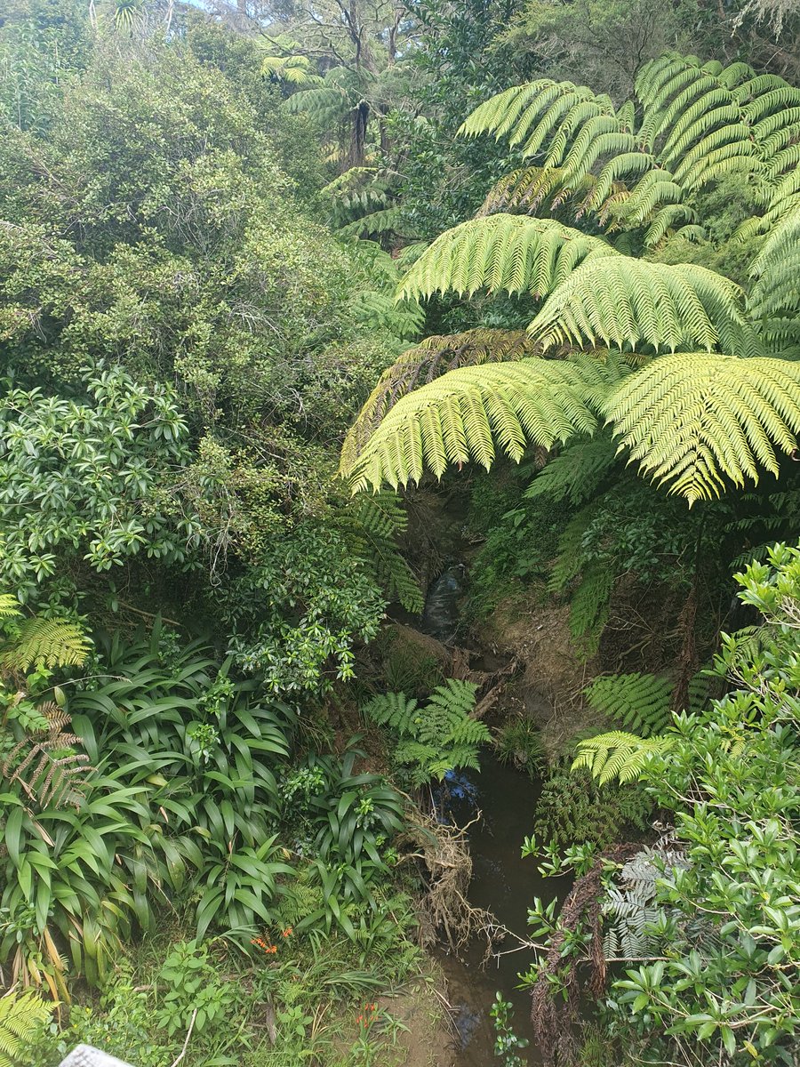EarpBronwyn's tweet photo. First time back on regular 👟 route since school started. I wish summer humidity would politely f off. But this time last year my head would have been well underwater due to Akld floods.
So here's some Trail porn for my #OnlyFerns clients
And yes those are young Kauri trees https://t.co/DMQk5u1k2J
