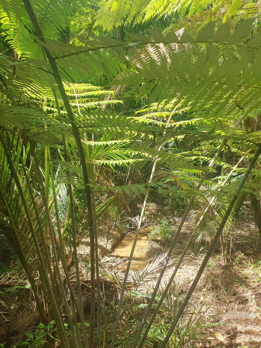 EarpBronwyn's tweet photo. First time back on regular 👟 route since school started. I wish summer humidity would politely f off. But this time last year my head would have been well underwater due to Akld floods.
So here's some Trail porn for my #OnlyFerns clients
And yes those are young Kauri trees https://t.co/DMQk5u1k2J