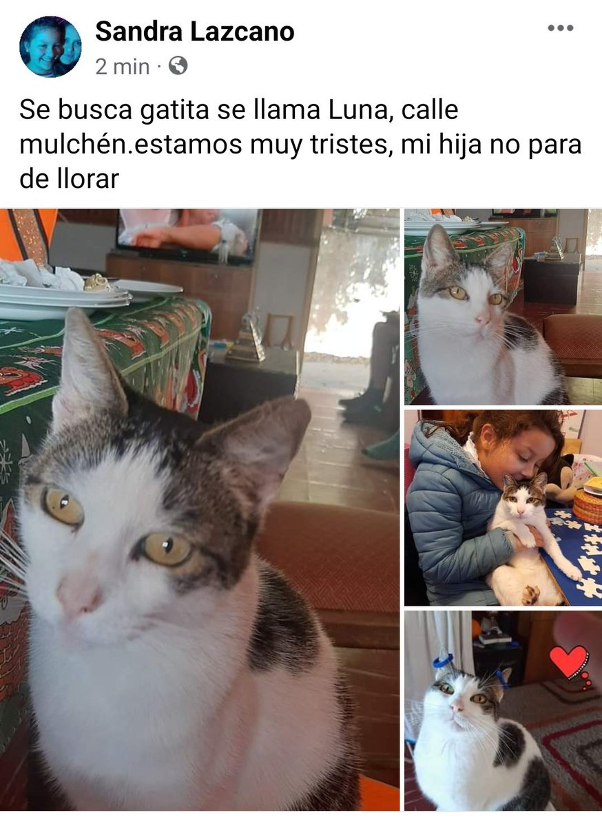 PobleteELF's tweet photo. Región de Valparaíso
#IncendiosForestales
#MascotaPerdida
#IncendioForestal
#URGENTE
Reñaca Alto
Curauma
Canal Beagle
#MascotasIncendio https://t.co/KIhDVDSku0