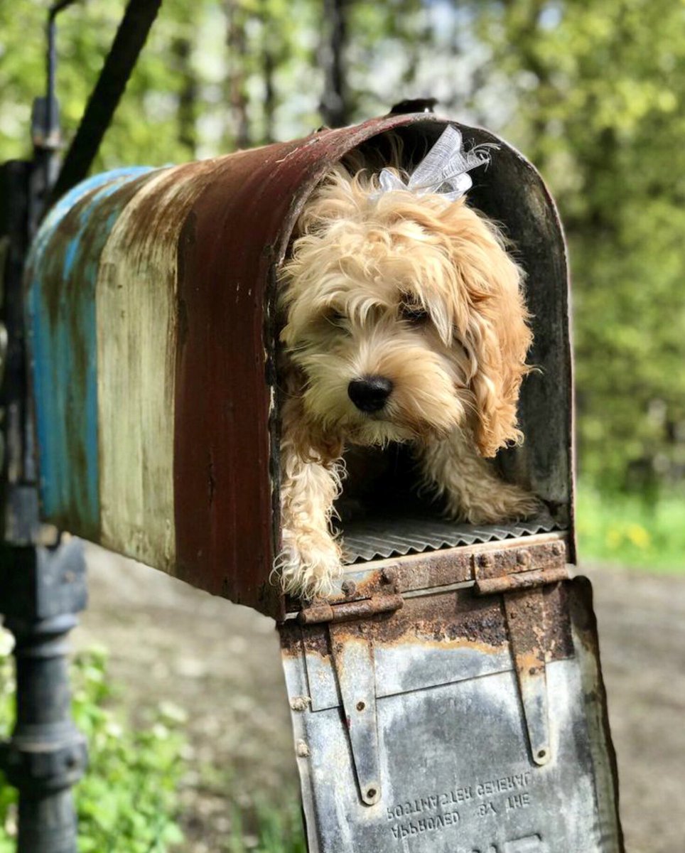 Hello, Mr Postman. I’d like to mail myself to Grandma’s house.