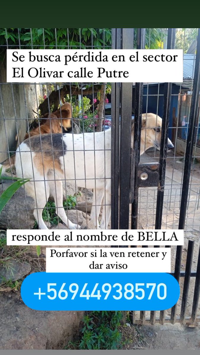MariaJesusBra16's tweet photo. Encontraron a chocolate aún falta toqui, Bella y el gatoKylian Porfavor si los ven retener😞 son de mi papá y estan muy tristes ya que no han aparecido todos. Pido difusión para poder reunirlos con su familia 😭no perdemos la esperanza de encontrarlos sanos🥺
#ElOlivar #incendio https://t.co/fRyfVIiedW