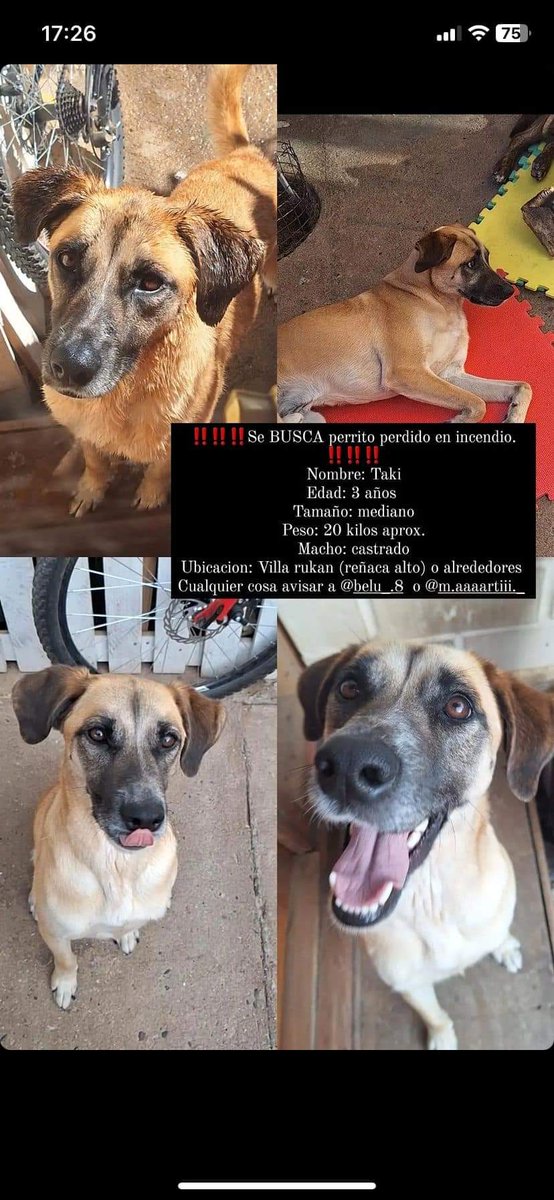 PobleteELF's tweet photo. Región de Valparaíso
#IncendiosForestales
#MascotaPerdida
#IncendioForestal
#URGENTE
Reñaca Alto
Curauma
Canal Beagle
#MascotasIncendio https://t.co/UAgnfVIn4N