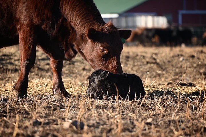 tara_m_davidson's tweet photo. So much new.
New babies, new challenges, new optimism.

New loads of laundry. 🧺💩🫣

Downright dreamy weather.

Pinch me. These are the days that we reap what we sow.🥰
#ranchlife #calfwatch #westcdnag  #gelbvieh https://t.co/0djpt6AVGw