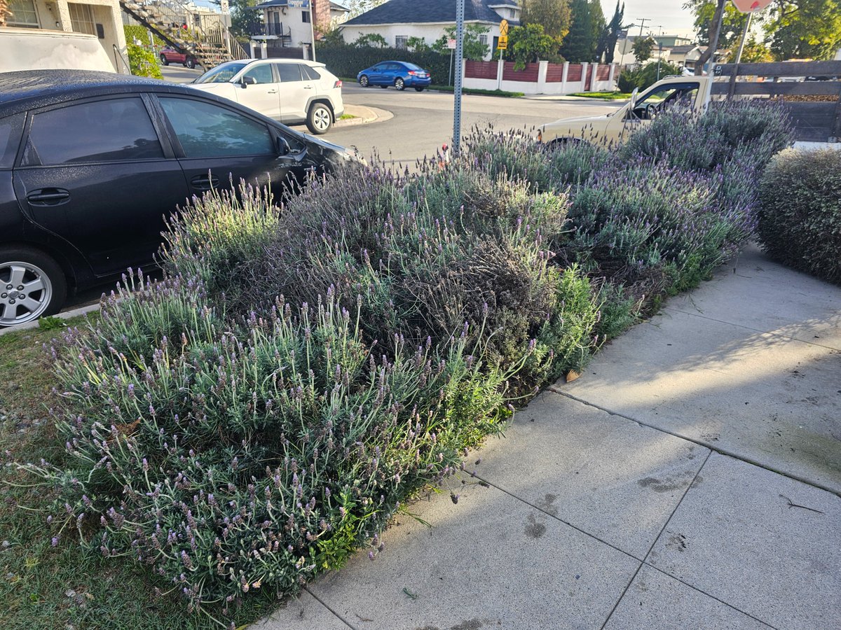 housefaceinc's tweet photo. #housefaceinc
If you want to make changes and refresh your garden, contact us. https://t.co/xhGfNmugPG