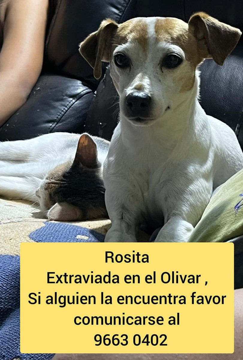PobleteELF's tweet photo. El Olivar
Región de Valparaíso
#IncendiosForestales
#MascotaPerdida
#IncendioForestal
#URGENTE
Reñaca Alto
Curauma
Canal Beagle
#MascotasIncendio https://t.co/xAPMLWdx8K