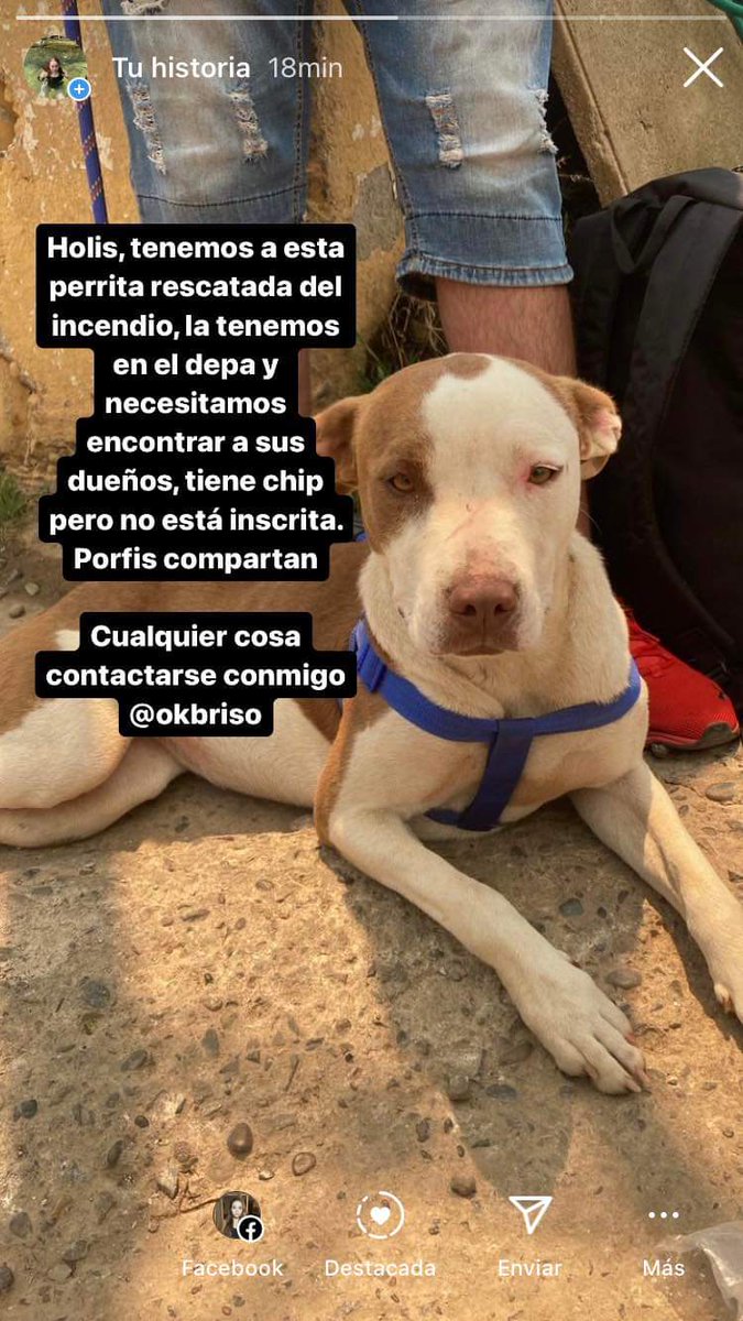 PobleteELF's tweet photo. Región de Valparaíso
#IncendiosForestales
#MascotaPerdida
#IncendioForestal
#URGENTE
Reñaca Alto
Curauma
Canal Beagle
#MascotasIncendio https://t.co/tS1QmwXZKS