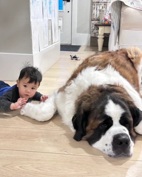 Extra Large St. Bernard Dog
Picture from the Internet