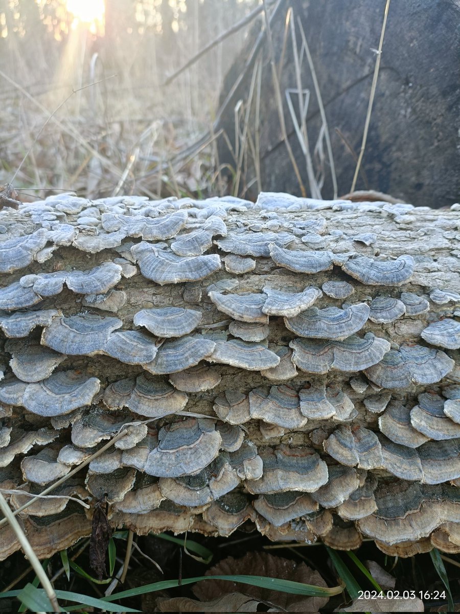 LalitDevTiwari1's tweet photo. Lakeside and tracking, some incredible Turkey tail fungi... https://t.co/OUSS7NOlxy