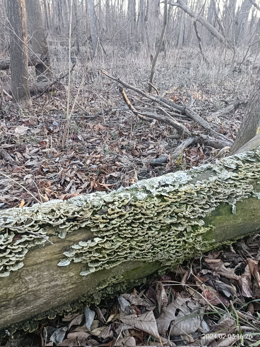 LalitDevTiwari1's tweet photo. Lakeside and tracking, some incredible Turkey tail fungi... https://t.co/OUSS7NOlxy