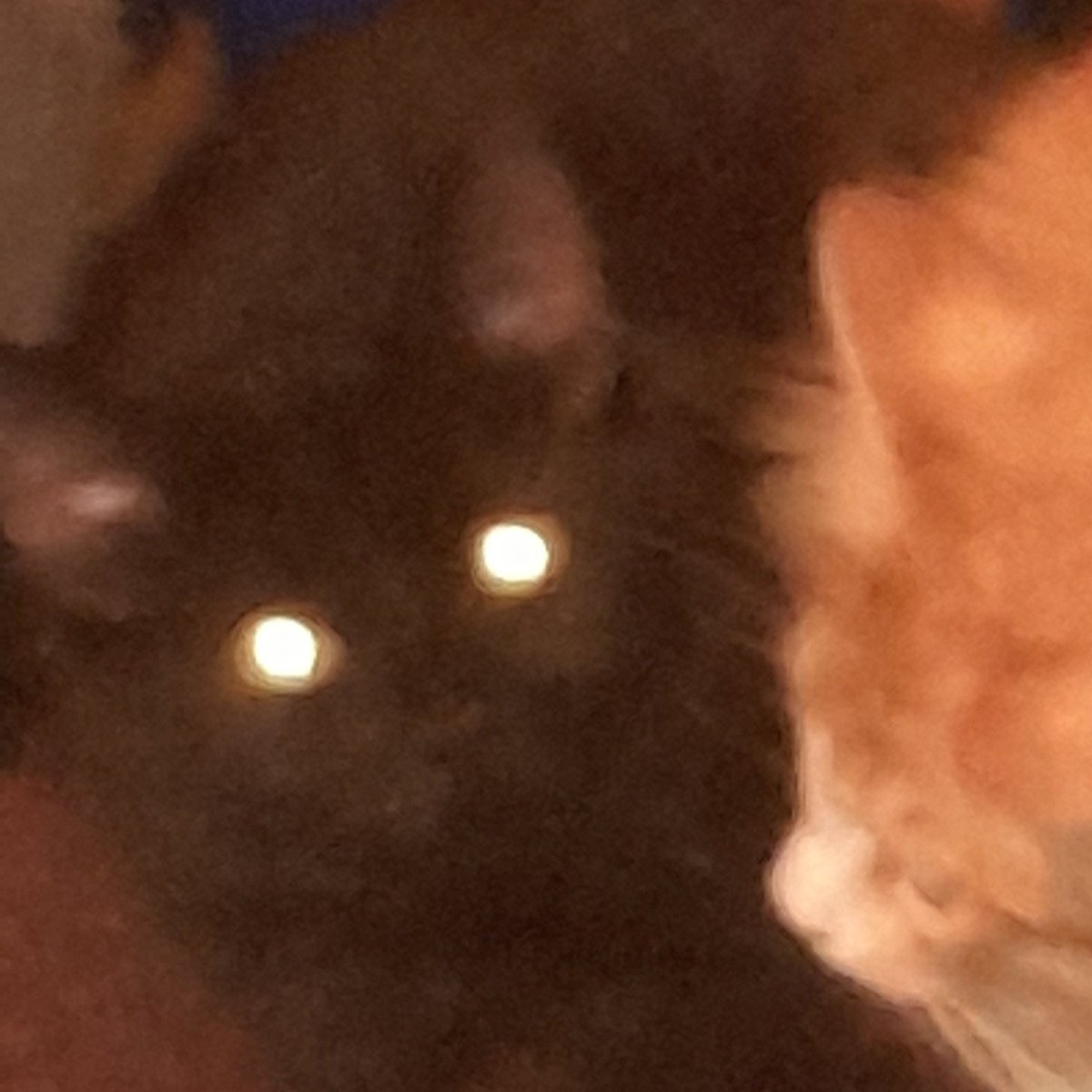 MpulsR's tweet photo. Just some of the cats crusty and rusty #cats #CatsOnTwitter https://t.co/kqZUNK32tI