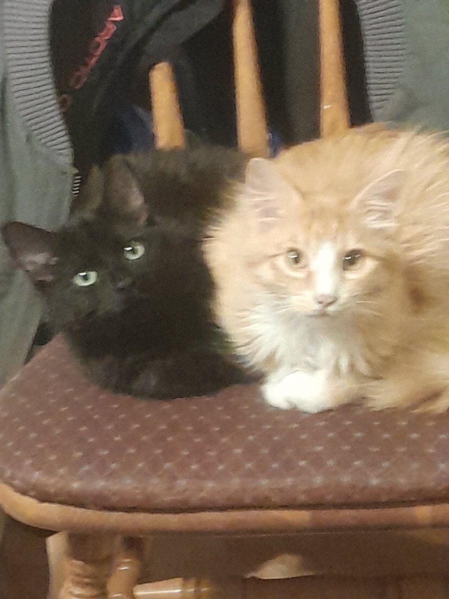MpulsR's tweet photo. Just some of the cats crusty and rusty #cats #CatsOnTwitter https://t.co/kqZUNK32tI