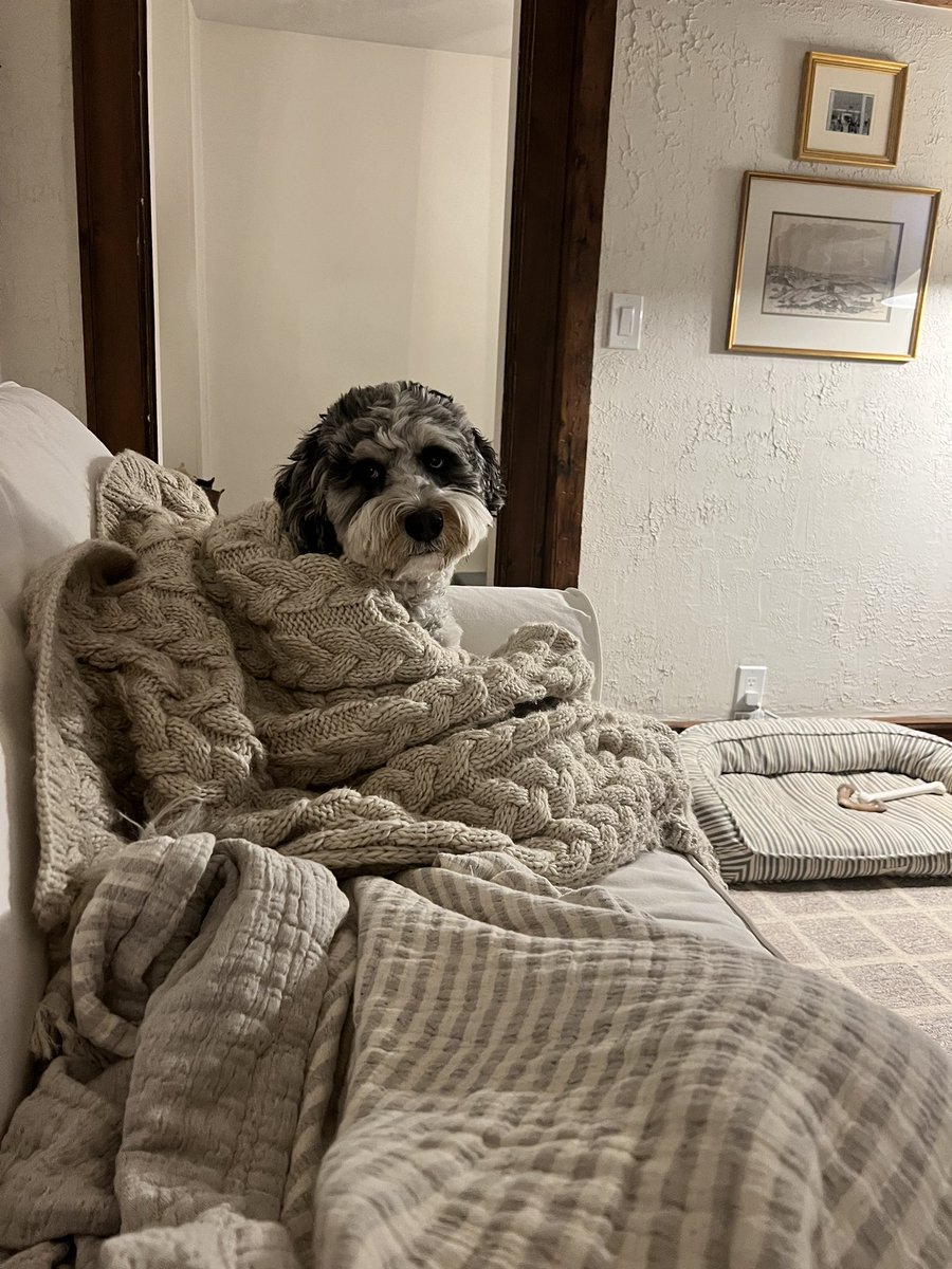 acpease's tweet photo. this is the face of a dog who is begging @MassSave for insulation https://t.co/86AwKPC69l