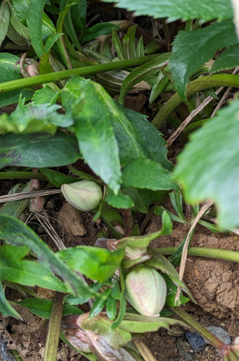 かき分けて見たら花芽いた😍
今年もいっぱい咲いてね〜😆︎💕