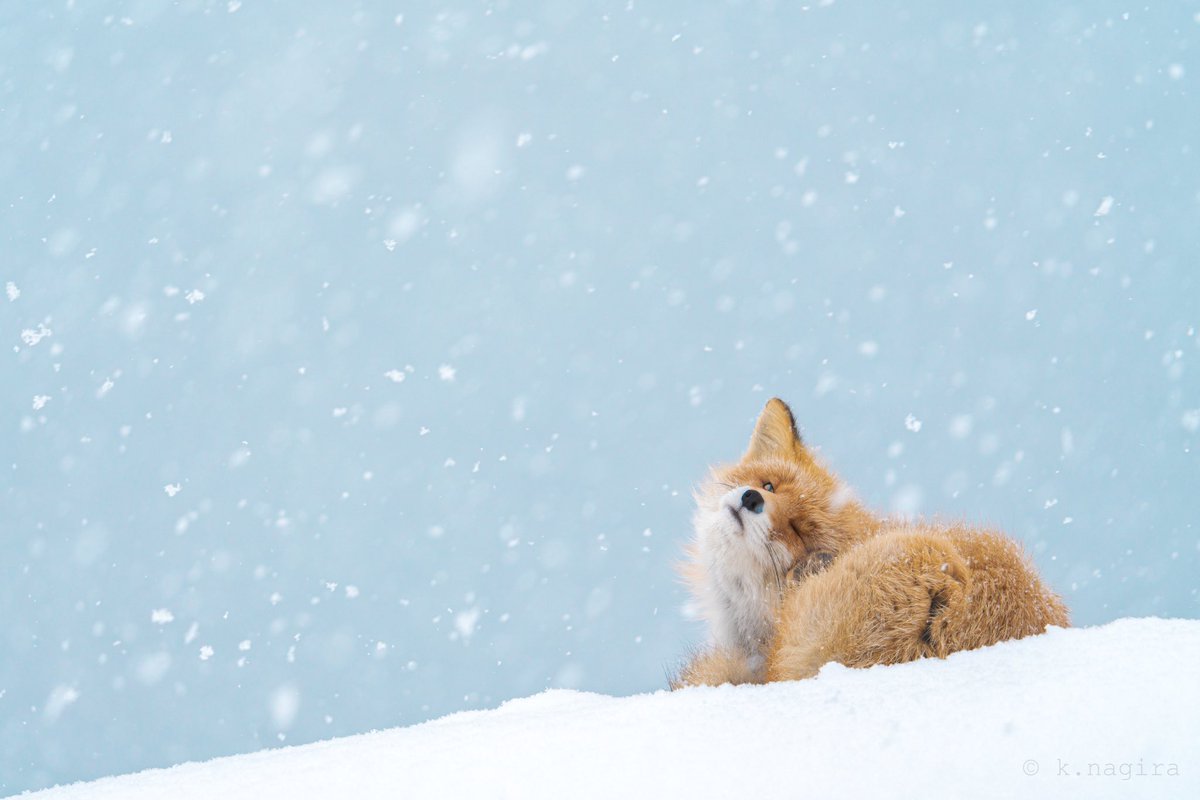 nagi0467's tweet photo. #雪を味方にできた時の写真が見たい https://t.co/aCP8GRBpcu