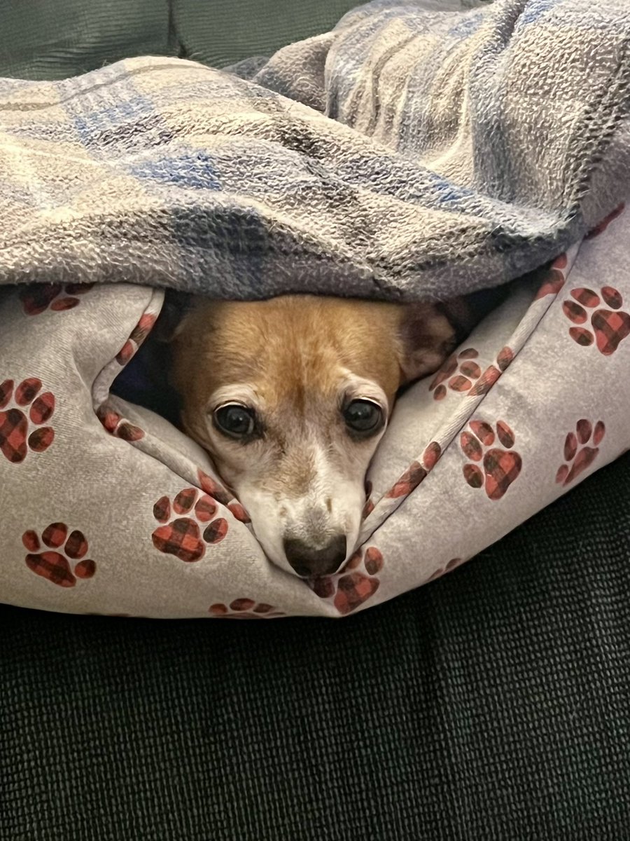 ed_mehler's tweet photo. They say this could be one of the TOP 15 worst storms in California’s history! My Bella says, “OH YEAH, BRING IT BABY!” ⛈️ #Bella #majorstorm #flooding #rain #wind #storm #ready
💪 🐶 🩷 https://t.co/a7wAdEsS9R