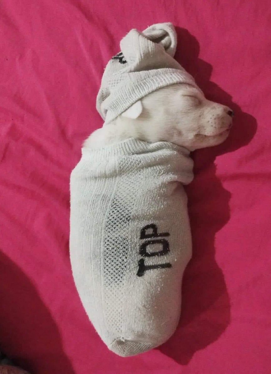 *La alarma sonando*

Yo en mi camita arriesgando mi futuro laboral por unos minutos más de sueño: