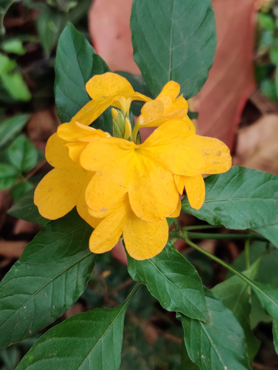 prajkta2406's tweet photo. "If you truly love nature, you will find beauty everywhere."–Vincent van Gogh
#goodmorning 
#theme_pic_India_flowers
#crossandra
पिवळी अबोली https://t.co/FR1d5FVgix