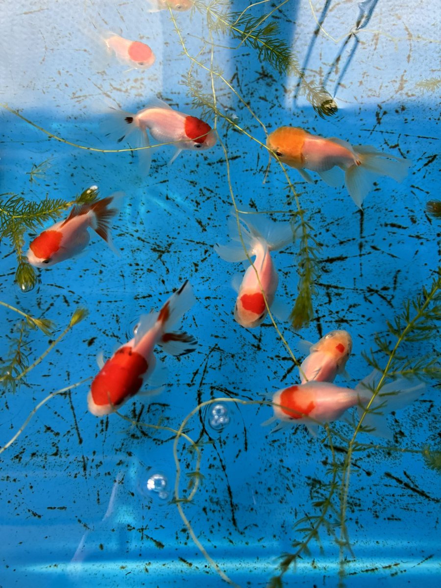 da_yamach's tweet photo. おはようございます😃

特にする事もないから金魚の観察してます。

#金魚
#ローズテール https://t.co/XM42XuyopT