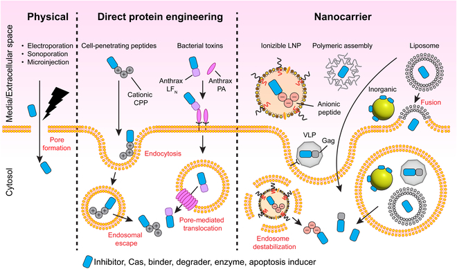 BMEF11's tweet photo. "Intracellular protein delivery is a promising field with potential clinical applications, but it also comes with its challenges". #ProteinDelivery 
"New Review from BMEF: Intracellular Protein Delivery: Approaches, Challenges, and Clinical Applications”
https://t.co/quqvljqc4A https://t.co/4I3XDBJrHc