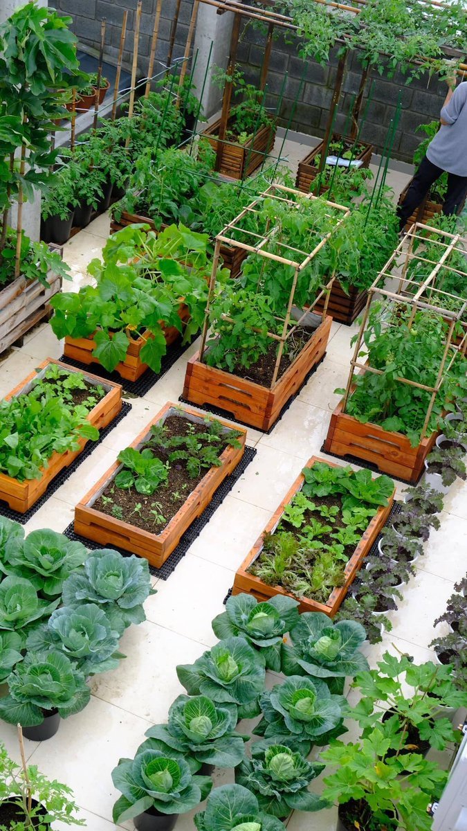 Cách trồng rau hữu cơ sân vườn và sân thượng đạt hiệu quả cao và dễ áp dụng

庭やテラスで有機野菜を育てる方法は効果的で簡単です
