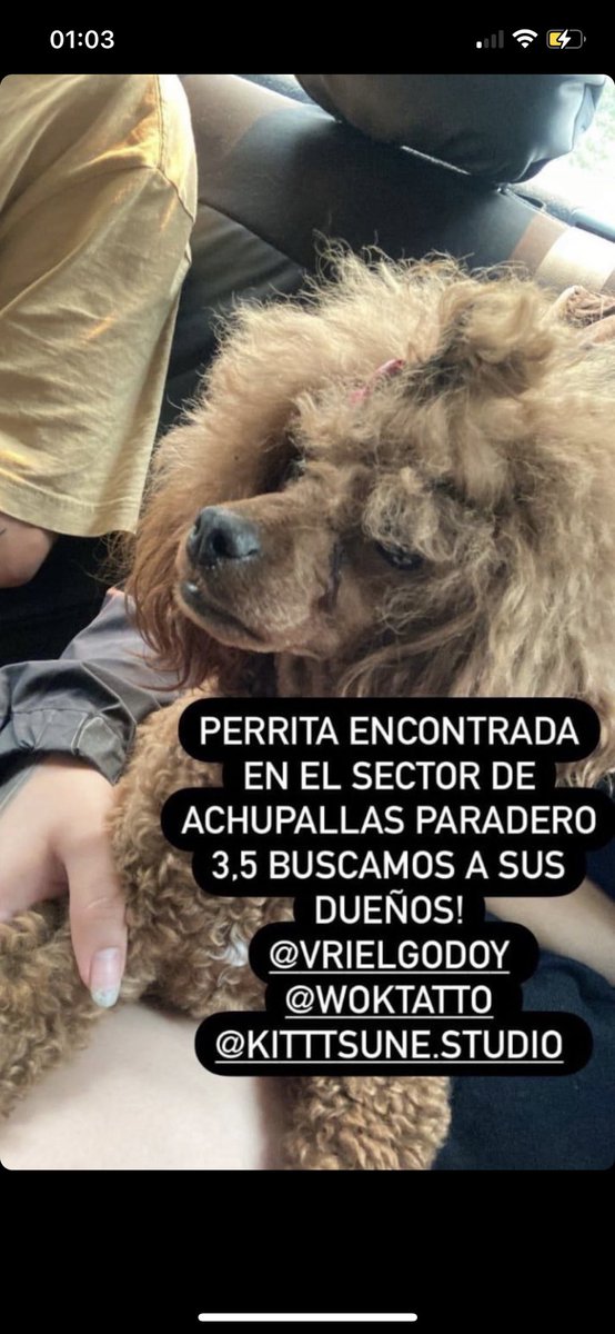 EveHemmel's tweet photo. Perrito rescatado busca a su familia!
#IncendiosForestales #Olivar #Valparaiso #RenacaAlto #Quilpue #VillaIndependencia https://t.co/g1A4hnZCQs
