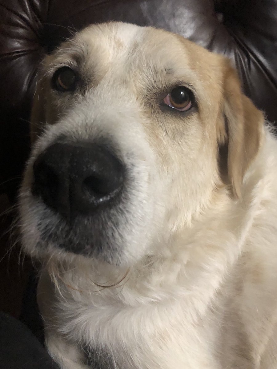 plumfigged's tweet image. #sledged #Boop #SnootaBoop  ⁦@Phil_Sledge⁩ ⁦⁦@boopmynose⁩ #Boopmynose #Memo #Guillermo