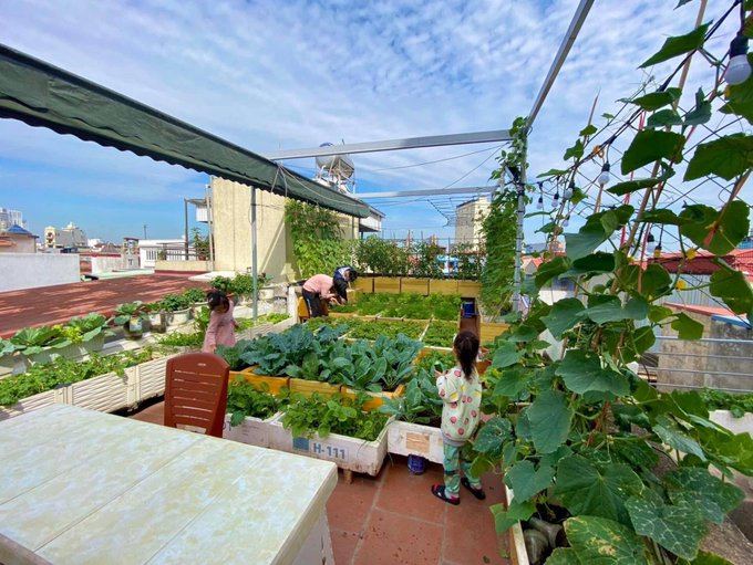 Vườn rau hữu cơ sân thượng đáng mơ ước của gia đình

家族の夢の屋上有機菜園