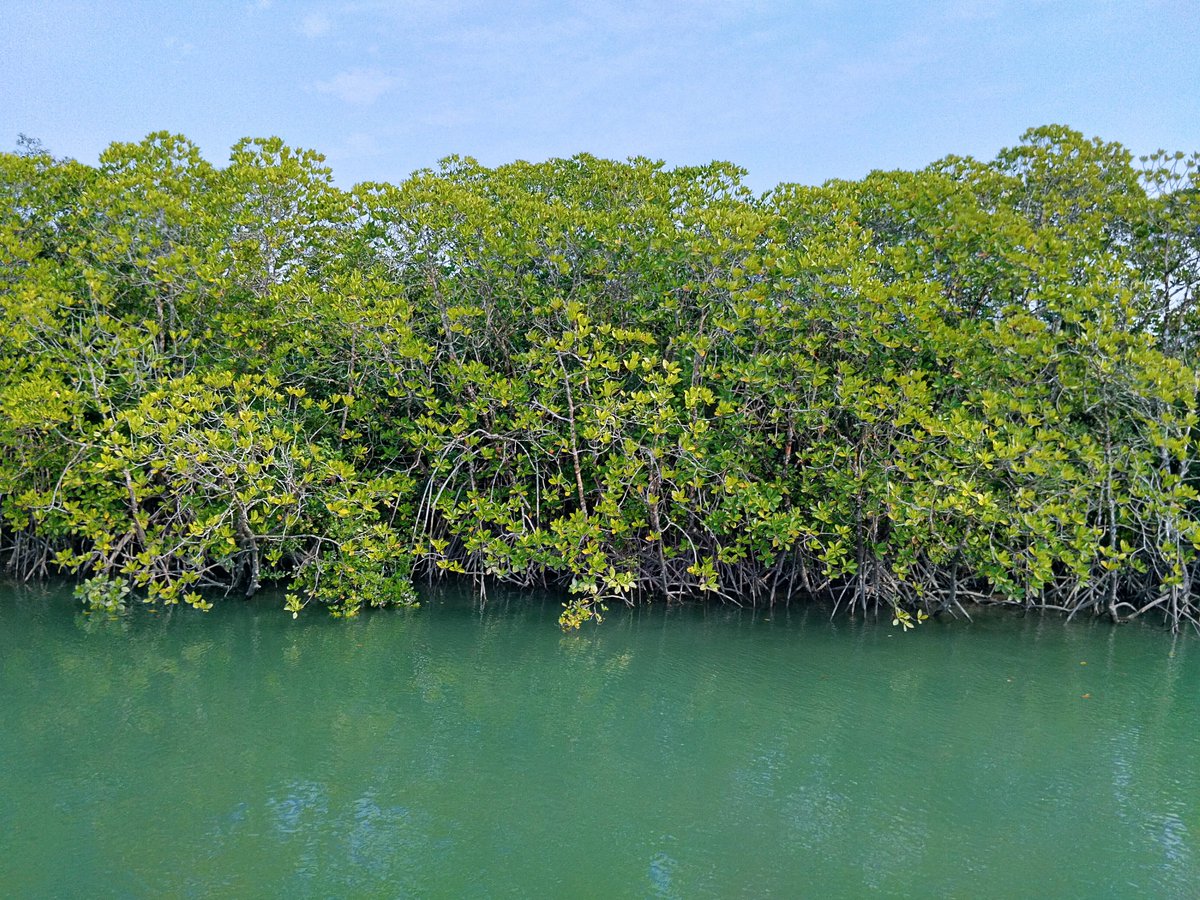 Microbiome in mangroves offer key ecosystem services, can be used proxy to track pollutants and also represent an essential component for ecological restoration. Join us in March in the Mangrove Microbiome Workshop, Kolkata. DM for more details @Anweghosh @hiran_kanti @ITMERG1