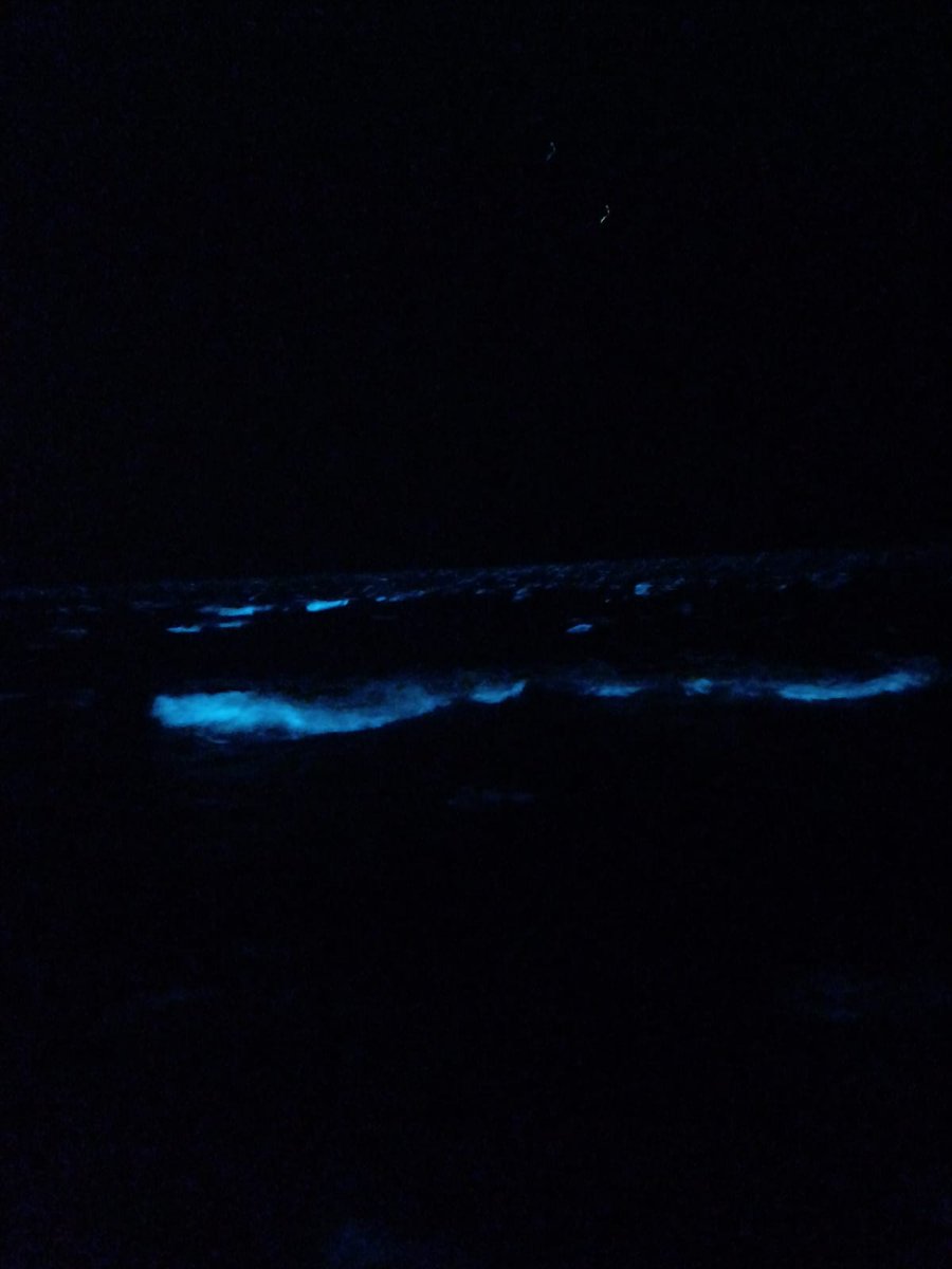dariovalettute's tweet photo. Invasión de Noctilucas en Punta Negra y alrededores https://t.co/6PU8oHhZOq