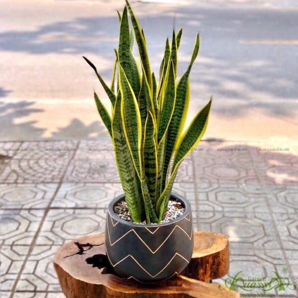 1. スネークプラントで自然を家に取り入れます。

 ヘビ植物は空気を浄化し、ホルムアルデヒドやベンゼンなどの有害物質を除去します。

 育てやすく手入れも少なくて済むので、忙しい人にも最適です。