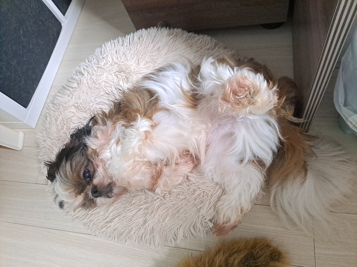 Misa_Home's tweet photo. 꼬순내의 시각화 https://t.co/myN0TSkG7D