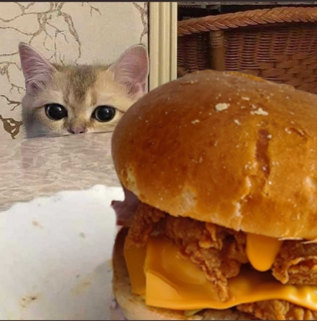 smol silly cat (@catsillyness) on Twitter photo 