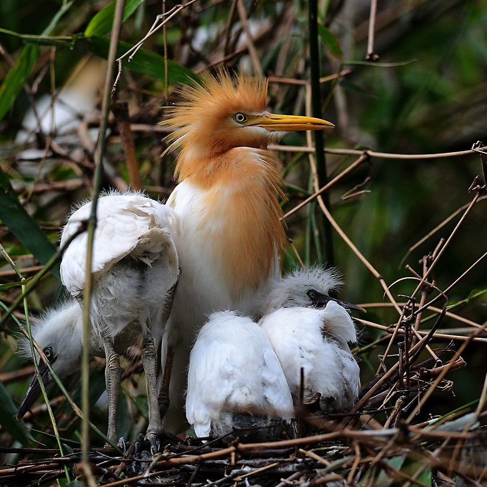 Kuntul kerbau
Bubulcus ibis
western cattle egret
#bubulcusibis
#westerncattleegret
#kuntulkerbau #burung #birds #wildlife
