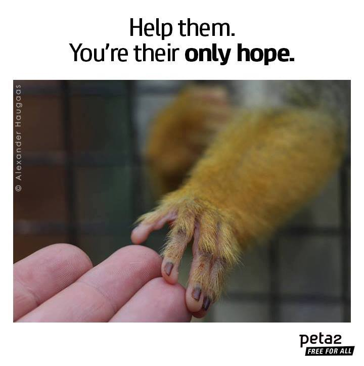Avoiding harm to all creatures,

((((((( This is true knowledge ))))))) 

Everything else is ignorance.

Photo by peta2