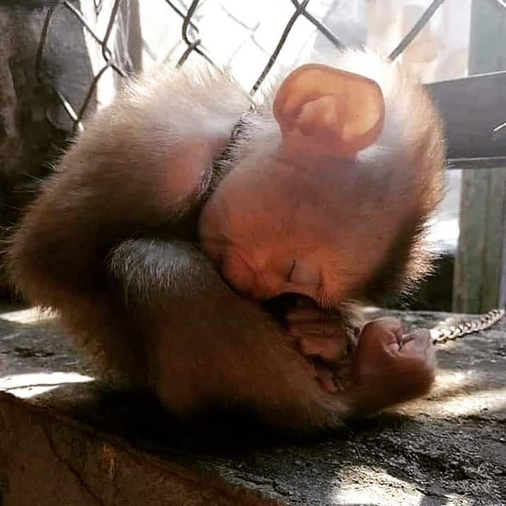 I promise little one that I will NEVER stop trying to awaken sleeping hearts so we can end your suffering. 💔 😢