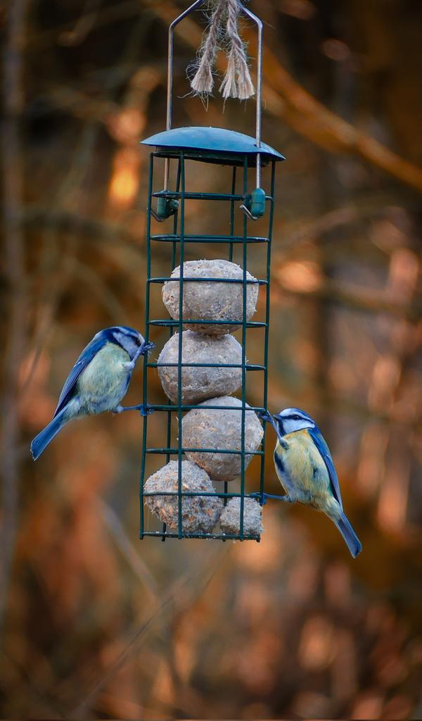 psychoticstate's tweet photo. Synchronized breakfast!
#photography #nature #NaturePhotograhpy https://t.co/NZYxUKFPVr